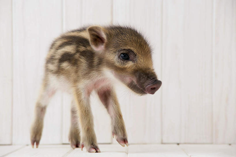 无人,站,横图,室内,白天,白色背景,正面,地板,野生动物,猪,条纹,野猪,地面,注视,木地板,一只,动物,观察,看,站着,可爱,摄影,活泼,影棚,观看,察看,关注,凶猛,山猪,残暴,凶残,站立,彩图,全身,影棚拍摄,拍摄