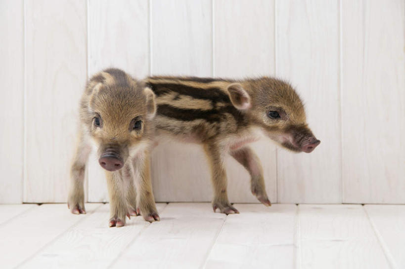 无人,站,横图,室内,白天,白色背景,正面,地板,野生动物,猪,条纹,野猪,地面,注视,木地板,动物,观察,看,站着,两只,可爱,摄影,活泼,影棚,观看,察看,关注,凶猛,山猪,残暴,凶残,站立,彩图,全身,影棚拍摄,拍摄