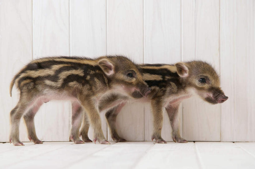 无人,站,横图,室内,白天,白色背景,侧面,地板,野生动物,猪,条纹,野猪,地面,注视,木地板,动物,观察,看,站着,两只,可爱,摄影,活泼,影棚,观看,察看,关注,凶猛,山猪,残暴,凶残,站立,彩图,全身,影棚拍摄,拍摄