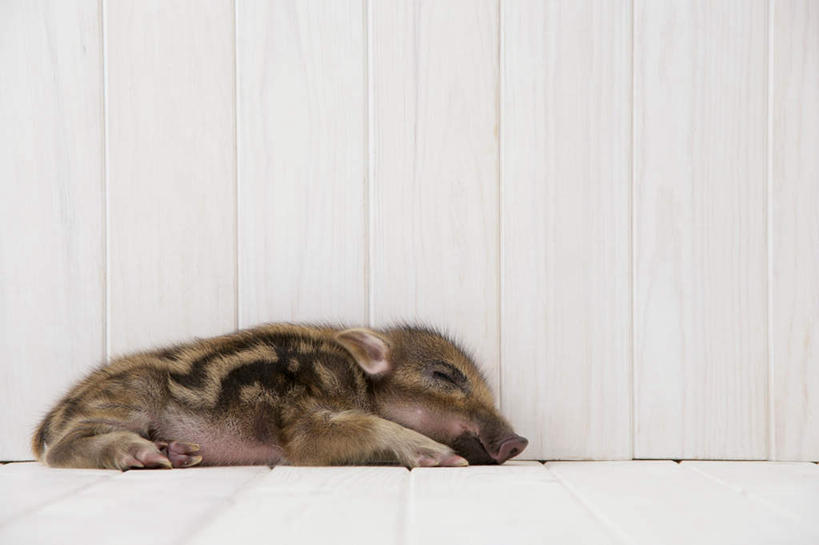 无人,躺,闭眼,睡,横图,室内,白天,白色背景,正面,地板,野生动物,猪,条纹,野猪,地面,木地板,一只,动物,可爱,摄影,活泼,影棚,凶猛,山猪,卧着,残暴,凶残,闭眼睛,闭着眼,闭着眼睛,困,困觉,寝息,睡觉,躺着,卧,彩图,全身,影棚拍摄,拍摄