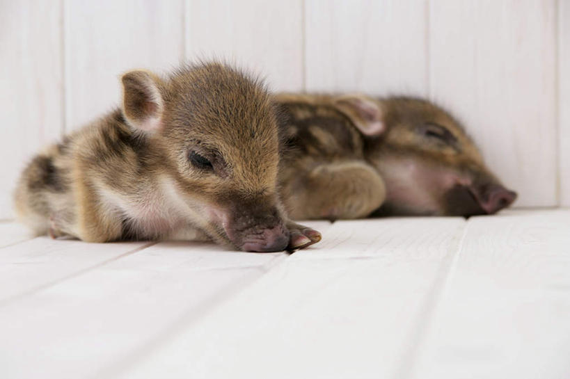 无人,躺,闭眼,睡,横图,室内,白天,白色背景,正面,地板,野生动物,猪,条纹,野猪,地面,木地板,动物,两只,可爱,摄影,活泼,影棚,凶猛,山猪,卧着,残暴,凶残,闭眼睛,闭着眼,闭着眼睛,困,困觉,寝息,睡觉,躺着,卧,彩图,全身,影棚拍摄,拍摄