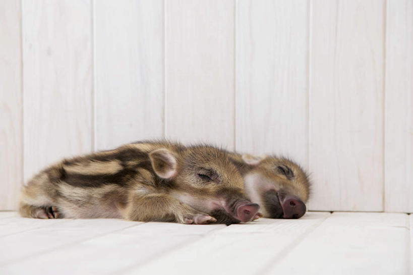 无人,躺,闭眼,睡,横图,室内,白天,白色背景,正面,地板,野生动物,猪,条纹,野猪,地面,木地板,动物,两只,可爱,摄影,活泼,影棚,凶猛,山猪,卧着,残暴,凶残,闭眼睛,闭着眼,闭着眼睛,困,困觉,寝息,睡觉,躺着,卧,彩图,全身,影棚拍摄,拍摄