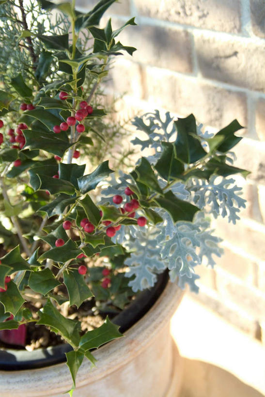 无人,竖图,俯视,室外,特写,白天,植物,盆栽,盆景,冬青树,树,树木,绿色,自然,生长,成长,彩图,高角度拍摄