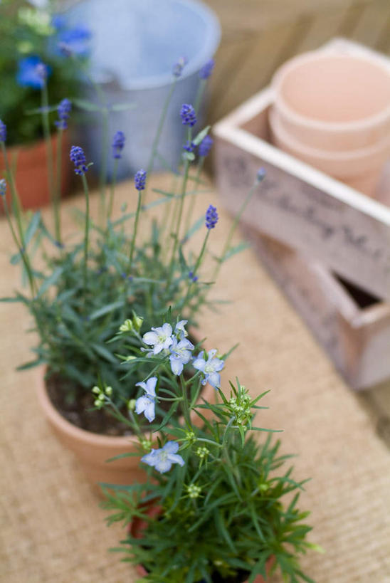 无人,竖图,俯视,室外,白天,金属制品,盛开,金属,铲子,工具,罐子,木盒,桶,陶瓷,园艺,陶瓷制品,花蕾,盒子,花,花瓣,花朵,鲜花,蓝色,瓶子,容器,花苞,花蕊,储藏,挖掘,储存,农具,耕具,开掘,发掘,开垦,彩图,高角度拍摄,贮存