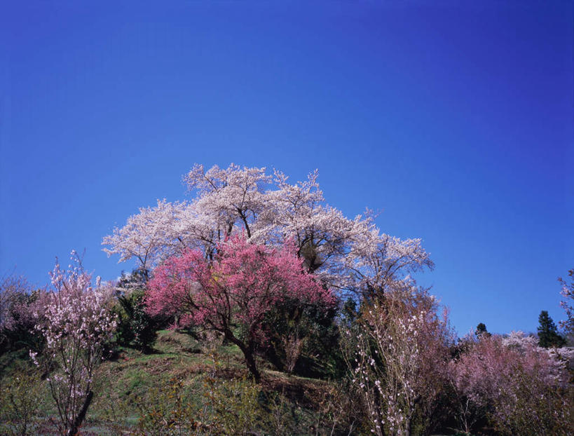 无人,公园,横图,室外,白天,正面,度假,幸福,纯洁,草地,草坪,美景,植物,城市风光,城市,樱花,日本,亚洲,盛开,景观,樱花树,花蕾,娱乐,草,花,花瓣,花朵,鲜花,树,树木,粉色,蓝色,绿色,蓝天,天空,天,花苞,花蕊,享受,休闲,景色,放松,生长,晴朗,成长,等待,生命,东亚,本州,万里无云,本州岛,日本国,东北地方,福岛,福岛县,仙樱花,福岛樱,青肤樱,高尚,热烈,花见山公园,晴空,晴空万里,荆桃,彩图