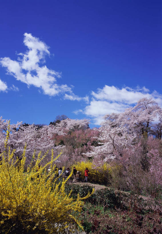 东方人,公园,竖图,俯视,室外,白天,度假,幸福,纯洁,草地,草坪,美景,山,山脉,植物,城市风光,城市,道路,路,樱花,日本,亚洲,盛开,景观,山峰,云,云朵,小路,樱花树,交通,山峦,许多人,花蕾,云彩,黄种人,娱乐,草,花,花瓣,花朵,鲜花,树,树木,粉色,蓝色,绿色,白云,蓝天,天空,群山,天,花苞,花蕊,一群人,享受,休闲,景色,放松,生长,晴朗,成长,等待,生命,东亚,本州,本州岛,日本国,东北地方,福岛,福岛县,仙樱花,福岛樱,青肤樱,高尚,热烈,花见山公园,男人,男性,女人,女性,中年男性,中年女性,亚洲人,晴空,荆桃,彩图,高角度拍摄,全身