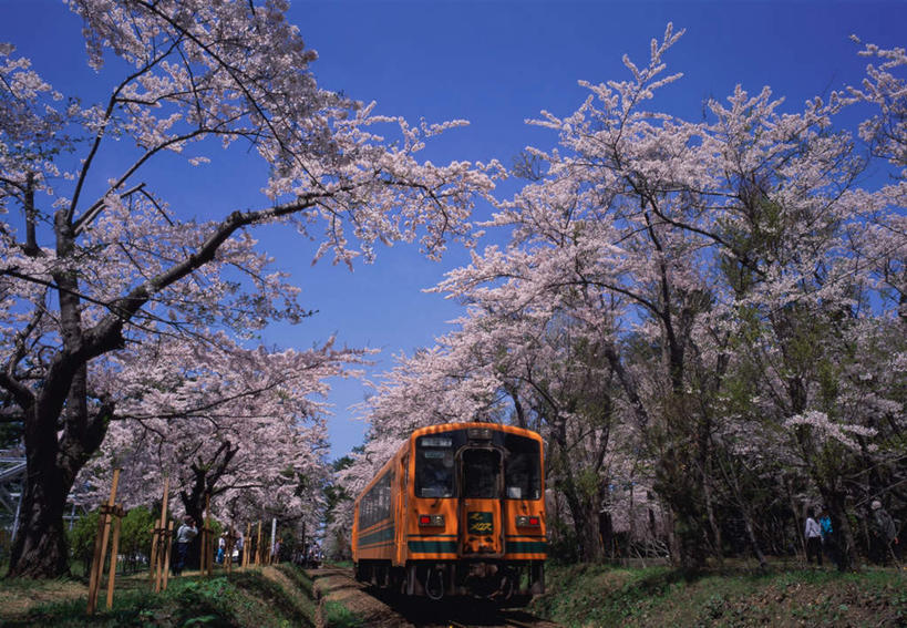 东方人,公园,横图,室外,白天,正面,度假,幸福,纯洁,草地,草坪,美景,植物,城市风光,城市,火车,樱花,日本,亚洲,盛开,景观,樱花树,轨道,铁轨,许多人,花蕾,黄种人,娱乐,车,草,花,花瓣,花朵,鲜花,树,树木,粉色,黄色,蓝色,绿色,蓝天,天空,自然,交通工具,天,花苞,花蕊,一群人,享受,休闲,景色,放松,生长,晴朗,成长,等待,生命,东亚,本州,万里无云,本州岛,日本国,青森,青森县,东北地方,仙樱花,福岛樱,青肤樱,高尚,热烈,芦野公园,老年男性,老年女性,男人,男性,女人,女性,亚洲人,晴空,晴空万里,荆桃,彩图,全身