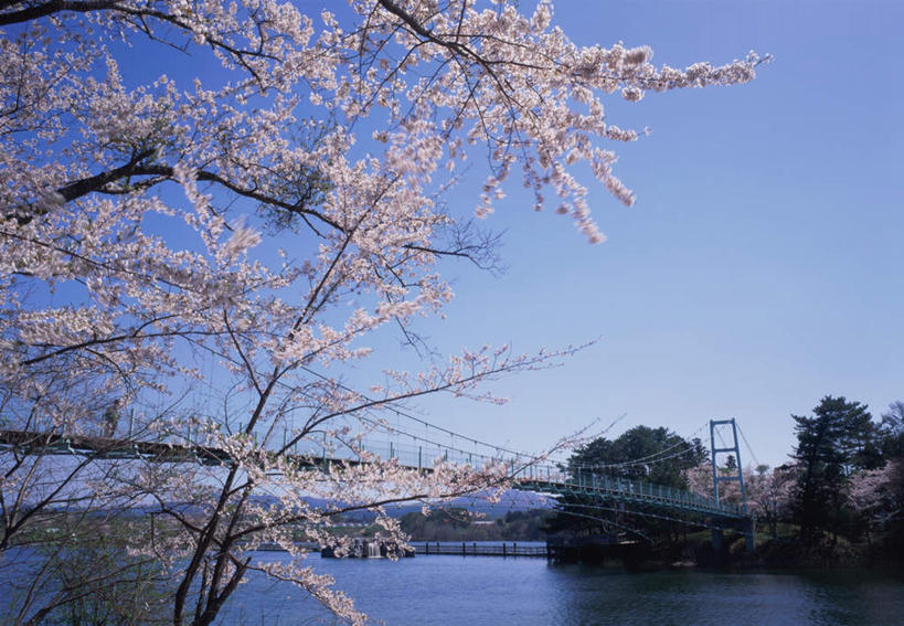 无人,公园,横图,室外,白天,仰视,度假,幸福,纯洁,草地,草坪,湖,湖泊,美景,水,植物,城市风光,城市,大桥,立交桥,桥梁,樱花,日本,亚洲,盛开,湖面,景观,水流,水面,高架,斜拉桥,桥,樱花树,花蕾,娱乐,草,花,花瓣,花朵,鲜花,树,树木,粉色,蓝色,绿色,蓝天,天空,自然,湖水,天,花苞,花蕊,享受,休闲,景色,放松,生长,晴朗,成长,等待,生命,东亚,本州,万里无云,本州岛,日本国,青森,青森县,东北地方,仙樱花,福岛樱,青肤樱,高尚,热烈,芦野公园,晴空,晴空万里,荆桃,彩图,低角度拍摄