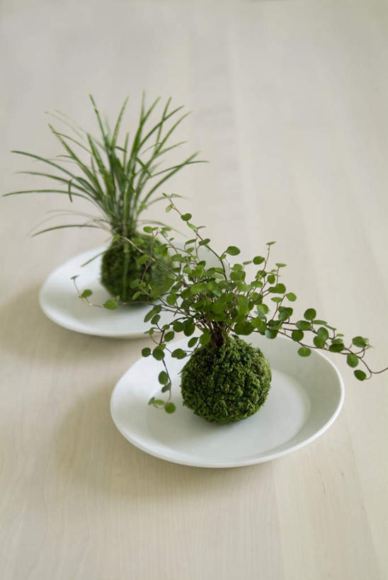 无人,竖图,俯视,室内,白天,植物,桌子,餐具,碟子,盘,盆栽,盆景,两盆,绿色,自然,盘子,碟,摄影,影棚,生长,成长,彩图,高角度拍摄,影棚拍摄,拍摄