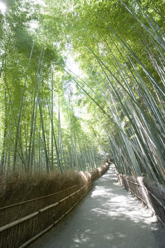 无人,栏杆,竖图,室外,白天,正面,旅游,度假,纯洁,美景,森林,树林,植物,道路,街道,竹子,京都,日本,亚洲,阴影,光线,影子,栅栏,景观,篱笆,竹林,围栏,娱乐,护栏,树,树木,绿色,阳光,自然,夏天,享受,休闲,景色,放松,京都府,生长,成长,高雅,自然风光,东亚,本州,本州岛,日本国,近畿地方,近畿,奉献,质朴,正直,嵯峨野,担当,岚山,休闲活动,竹,彩图,奋进,操守,四君子,岁寒三友,性坚,虚怀,虚心,善群,卓尔