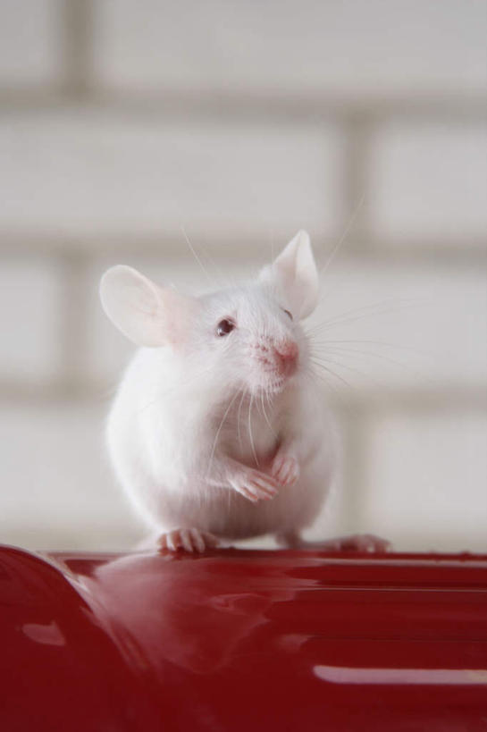 无人,站,竖图,室内,特写,白天,正面,宠物,野生动物,老鼠,朦胧,模糊,细菌,水桶,桶,墙,注视,墙壁,墙面,一个,一只,红色,动物,容器,观察,看,站着,可爱,活泼,单个,观看,储藏,察看,储存,关注,病菌,传染,四害,鼷鼠,小家鼠,小白鼠,耗子,站立,彩图,全身,贮存