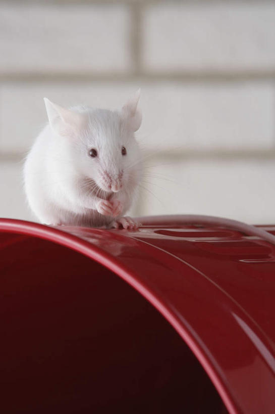 无人,站,竖图,室内,特写,白天,正面,宠物,野生动物,老鼠,朦胧,模糊,细菌,水桶,桶,墙,注视,墙壁,墙面,一个,一只,红色,动物,容器,观察,看,站着,可爱,活泼,单个,观看,储藏,察看,储存,关注,病菌,传染,四害,鼷鼠,小家鼠,小白鼠,耗子,站立,彩图,全身,贮存