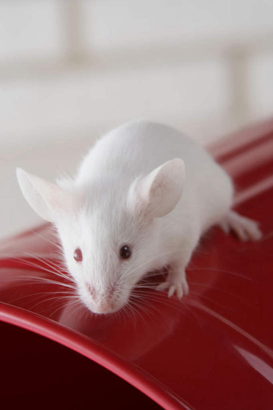 无人,站,竖图,室内,特写,白天,正面,宠物,野生动物,老鼠,朦胧,模糊,细菌,水桶,桶,墙,注视,墙壁,墙面,一个,一只,红色,动物,容器,观察,看,站着,可爱,活泼,单个,观看,储藏,察看,储存,关注,病菌,传染,四害,鼷鼠,小家鼠,小白鼠,耗子,站立,彩图,全身,贮存