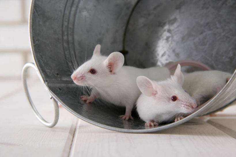 无人,站,横图,室内,特写,白天,正面,宠物,野生动物,老鼠,四只,细菌,瓷砖,地砖,铁桶,桶,墙,银色,地面,注视,墙壁,墙面,一个,动物,容器,观察,看,趴着,站着,可爱,探索,活泼,单个,观看,储藏,张望,察看,储存,关注,病菌,传染,四害,鼷鼠,小家鼠,小白鼠,耗子,趴,站立,彩图,全身,贮存