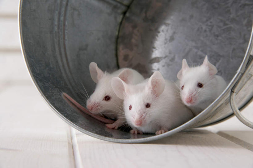 无人,站,横图,室内,特写,白天,正面,宠物,野生动物,老鼠,四只,细菌,瓷砖,地砖,铁桶,桶,墙,银色,地面,注视,墙壁,墙面,一个,动物,容器,观察,看,趴着,站着,可爱,探索,活泼,单个,观看,储藏,张望,察看,储存,关注,病菌,传染,四害,鼷鼠,小家鼠,小白鼠,耗子,趴,站立,彩图,全身,贮存