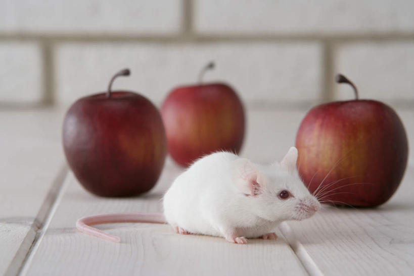 无人,走,横图,室内,特写,白天,正面,宠物,野生动物,老鼠,苹果,水果,朦胧,模糊,新鲜,细菌,瓷砖,地砖,墙,生食,食品,果实,地面,走着,注视,墙壁,墙面,食物,一只,动物,观察,看,趴着,可爱,探索,活泼,有机食品,绿色食品,观看,张望,察看,关注,病菌,传染,四害,鼷鼠,小家鼠,小白鼠,耗子,趴,彩图,全身