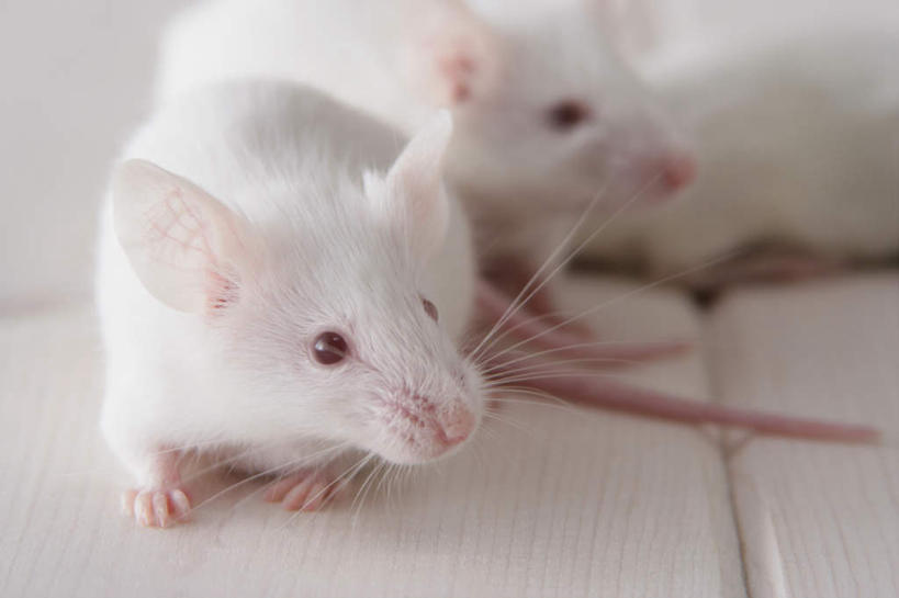 无人,走,横图,室内,特写,白天,正面,宠物,野生动物,老鼠,许多,朦胧,模糊,细菌,瓷砖,地砖,墙,地面,走着,墙壁,墙面,动物,趴着,可爱,探索,活泼,张望,病菌,传染,四害,鼷鼠,小家鼠,小白鼠,耗子,趴,半身,彩图