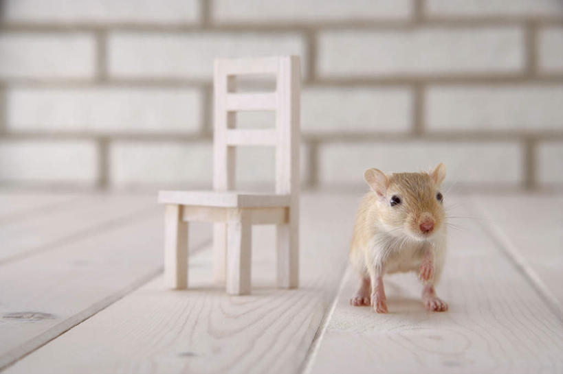 无人,站,横图,室内,特写,白天,正面,宠物,野生动物,老鼠,玩具,椅子,细菌,瓷砖,地砖,木椅,墙,地面,注视,墙壁,墙面,一只,动物,观察,看,站着,可爱,探索,活泼,观看,张望,察看,关注,啮齿动物,病菌,传染,四害,沙鼠,耗子,站立,彩图,全身