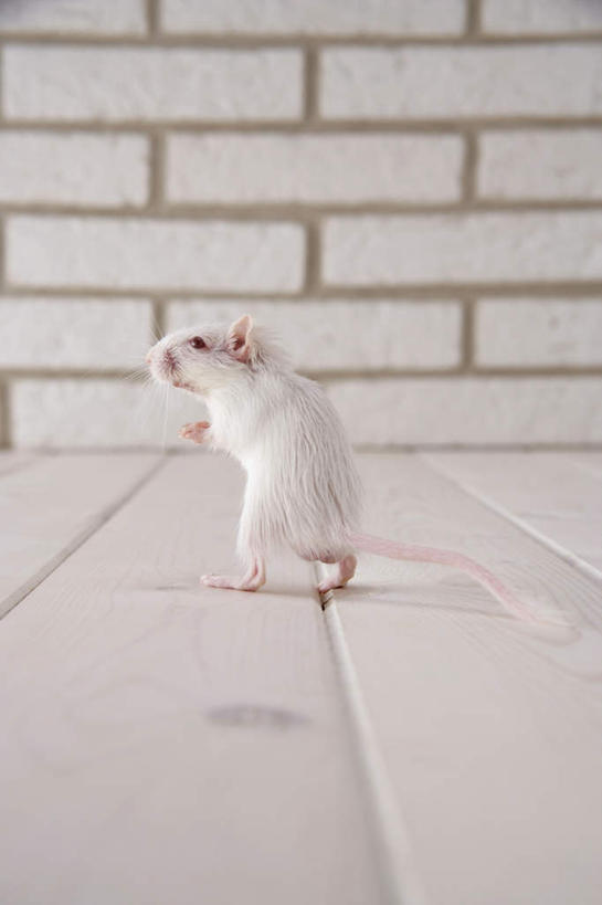 无人,站,竖图,室内,特写,白天,正面,宠物,野生动物,老鼠,细菌,瓷砖,地砖,墙,地面,注视,墙壁,墙面,一只,动物,观察,看,站着,可爱,探索,活泼,观看,张望,察看,关注,啮齿动物,病菌,传染,四害,沙鼠,耗子,站立,彩图,全身