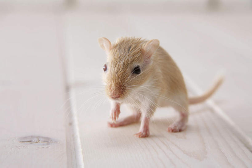 无人,站,横图,室内,特写,白天,正面,宠物,野生动物,老鼠,细菌,瓷砖,地砖,墙,地面,注视,墙壁,墙面,一只,动物,观察,看,站着,可爱,探索,活泼,观看,张望,察看,关注,啮齿动物,病菌,传染,四害,沙鼠,耗子,站立,彩图,全身