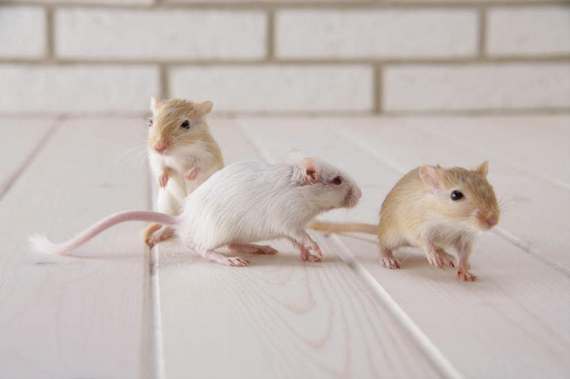 无人,站,横图,室内,特写,白天,正面,宠物,野生动物,老鼠,三只,细菌,瓷砖,地砖,墙,地面,注视,墙壁,墙面,动物,观察,看,站着,可爱,探索,活泼,观看,张望,察看,关注,啮齿动物,病菌,传染,四害,沙鼠,耗子,站立,彩图,全身