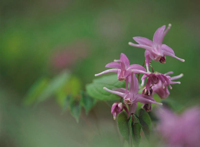 无人,横图,室外,特写,白天,正面,旅游,度假,花海,花圃,美景,植物,叶子,日本,亚洲,朦胧,模糊,盛开,景观,枝头,药草,枝,花蕾,娱乐,中药,花,花瓣,花朵,鲜花,绿色,自然,花丛,花束,花田,花苞,花蕊,享受,休闲,景色,放松,自然风光,药材,中草药,东亚,中药材,本草,日本国,仙灵脾,淫羊藿,彩图