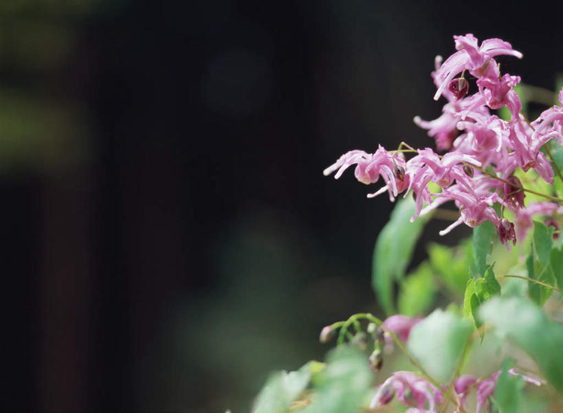 无人,横图,室外,特写,白天,正面,旅游,度假,花海,花圃,美景,植物,叶子,日本,亚洲,朦胧,模糊,盛开,景观,枝头,药草,枝,花蕾,娱乐,中药,花,花瓣,花朵,鲜花,绿色,自然,花丛,花束,花田,花苞,花蕊,享受,休闲,景色,放松,自然风光,药材,中草药,东亚,中药材,本草,日本国,仙灵脾,淫羊藿,彩图