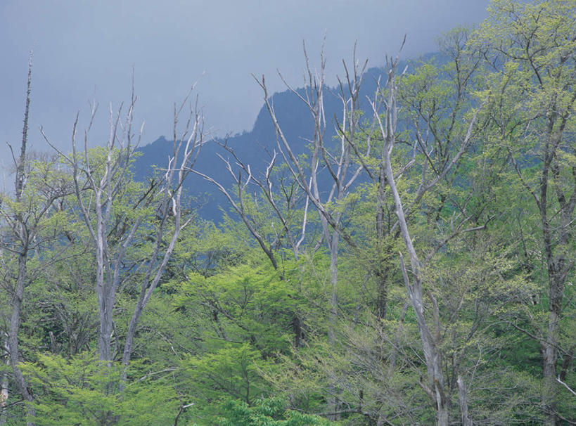 无人,横图,室外,白天,正面,旅游,度假,石头,美景,森林,山,山脉,树林,植物,柳树,长野县,日本,亚洲,石子,景观,山峰,山峦,娱乐,垂柳,树,树木,绿色,自然,群山,享受,休闲,景色,放松,生长,成长,自然风光,东亚,本州,本州岛,日本国,中部地方,长野,倒挂柳,上高地,石块,岩石,垂枝柳,彩图