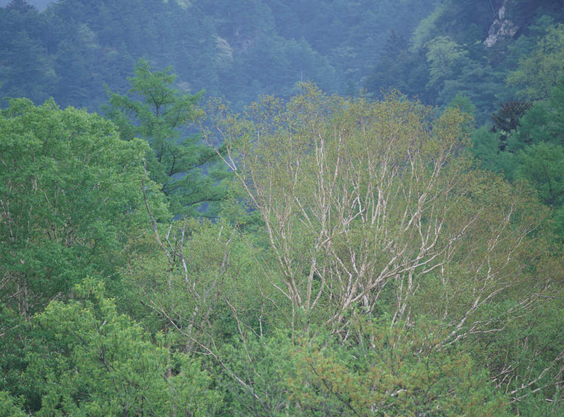 无人,横图,俯视,室外,白天,旅游,度假,美景,森林,山,山脉,树林,植物,长野县,日本,亚洲,景观,山峰,山峦,娱乐,树,树木,绿色,自然,群山,享受,休闲,景色,放松,生长,成长,自然风光,东亚,本州,本州岛,日本国,中部地方,长野,上高地,彩图,高角度拍摄