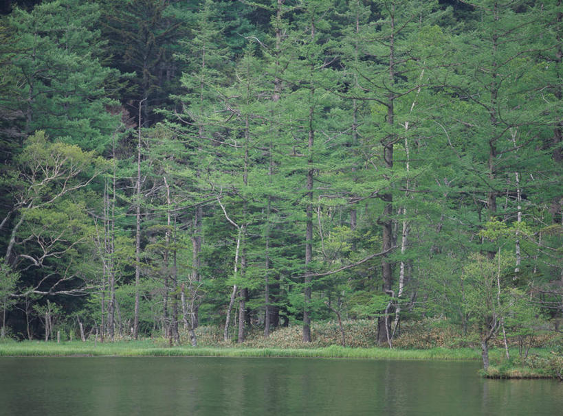 无人,横图,室外,白天,正面,旅游,度假,河流,美景,森林,树林,水,植物,长野县,日本,亚洲,波纹,河水,景观,水流,涟漪,娱乐,树,树木,绿色,倒影,水纹,自然,波浪,享受,休闲,景色,放松,生长,成长,倒映,自然风光,东亚,本州,本州岛,日本国,中部地方,水晕,长野,上高地,反照,彩图