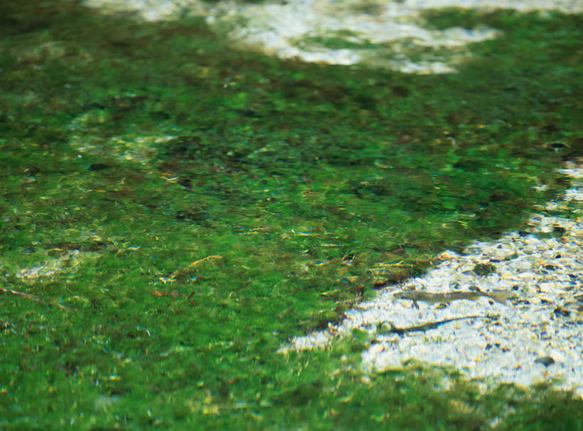 无人,横图,俯视,室外,白天,旅游,度假,草地,草坪,美景,植物,长野县,日本,亚洲,景观,娱乐,草,绿色,自然,享受,休闲,景色,放松,自然风光,东亚,本州,本州岛,日本国,中部地方,长野,上高地,彩图,高角度拍摄