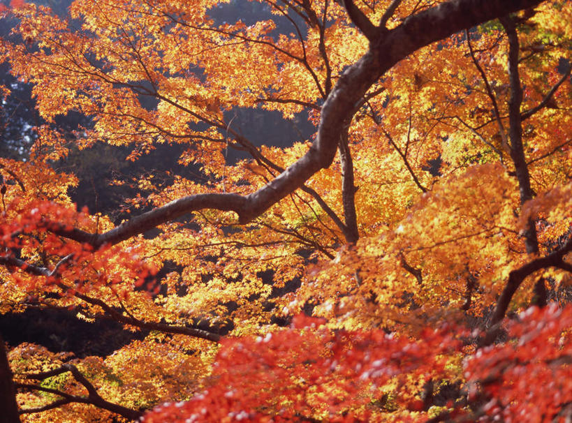 无人,横图,室外,白天,正面,旅游,度假,美景,秋季,森林,树林,植物,枫树,日本,亚洲,景观,娱乐,树,树木,黄色,绿色,自然,享受,休闲,景色,放松,生长,成长,自然风光,东亚,本州,本州岛,日本国,中部地方,山梨,山梨县,秋,秋天,彩图