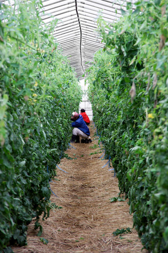东方人,两个人,伙伴,朋友,农民,菜园,农田,蹲,竖图,室外,白天,侧面,友谊,合作,团队,庄稼,农作物,田园,蔬菜,西红柿,亚洲,服装,丰收,新鲜,暖棚,食品,黄种人,食物,衣服,战略,服饰,有机食品,绿色食品,收获,衣着,穿着,菜棚,田庄,联合,合谋,衣饰,配合,协作,老年男性,男人,男性,亚洲人,番茄,佃农,农场主,农夫,农工,乡下人,小农,庄稼人,蹲着,彩图,全身,耕地,庄稼田