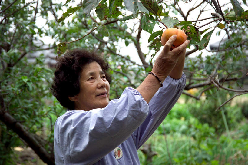 东方人,一个人,农民,农田,站,举,横图,室外,白天,正面,庄稼,植物,柑橘,水果,亚洲,仅一个女性,仅一个人,握,服装,丰收,新鲜,生食,食品,果实,果树,拿,拿着,注视,黄种人,树,树木,食物,衣服,绿色,观察,看,托,站着,握着,服饰,仅一个老年女性,有机食品,绿色食品,生长,收获,成长,观看,察看,衣着,穿着,关注,衣饰,柑桔,蜜桔,老年女性,女人,女性,亚洲人,橘子,桔子,橙子,橙,佃农,农场主,农夫,农工,乡下人,小农,庄稼人,举起,举手,举着,向上举,向上伸,向上托,站立,半身,彩图,耕地,庄稼田