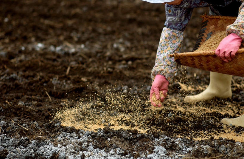 东方人,一个人,农民,农田,横图,俯视,室外,白天,庄稼,鞋子,亚洲,仅一个女性,仅一个人,种植,服装,纺织物,头巾,雨鞋,雨靴,种子,黄种人,套鞋,靴子,衣服,毛巾,清洁,播种,服饰,仅一个老年女性,保暖,衣着,穿着,胶鞋,透气,防水,袖套,衣饰,储水,耐磨,吸水,老年女性,女人,女性,亚洲人,佃农,农场主,农夫,农工,乡下人,小农,庄稼人,半身,彩图,高角度拍摄,耕地,庄稼田