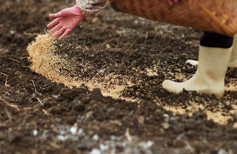东方人,一个人,农民,农田,横图,俯视,室外,白天,庄稼,鞋子,亚洲,仅一个女性,仅一个人,种植,服装,雨鞋,雨靴,种子,黄种人,套鞋,靴子,衣服,播种,服饰,仅一个老年女性,衣着,穿着,胶鞋,袖套,衣饰,老年女性,女人,女性,亚洲人,中国人,佃农,农场主,农夫,农工,乡下人,小农,庄稼人,半身,彩图,高角度拍摄,耕地,庄稼田