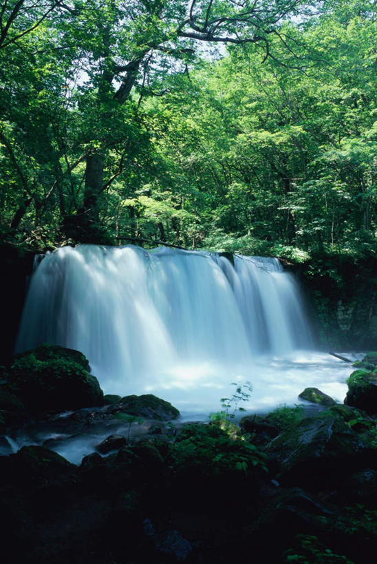 无人,竖图,室外,白天,正面,旅游,度假,石头,美景,瀑布,树林,水,植物,叶子,日本,亚洲,阴影,飞溅,溅,光线,石子,液体,影子,草丛,景观,娱乐,花,花瓣,花朵,鲜花,树,树木,绿色,阳光,自然,享受,休闲,景色,放松,生长,成长,宁静,喷洒,自然风光,东亚,本州,本州岛,日本国,青森,青森县,东北地方,奥入濑町,奥入濑溪流,跌水,石块,岩石,彩图