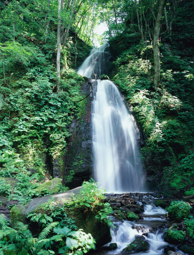 无人,竖图,室外,白天,正面,旅游,度假,河流,石头,美景,瀑布,树林,水,植物,叶子,日本,亚洲,阴影,飞溅,溅,光线,石子,液体,影子,草丛,河水,景观,水流,娱乐,花,花瓣,花朵,鲜花,树,树木,绿色,阳光,自然,享受,休闲,景色,放松,生长,成长,喷洒,自然风光,东亚,本州,本州岛,日本国,青森,青森县,东北地方,奥入濑町,奥入濑溪流,跌水,石块,岩石,彩图