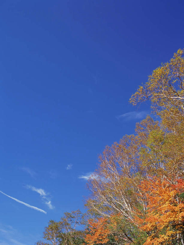 无人,竖图,室外,白天,仰视,旅游,度假,美景,森林,树林,植物,枫树,长野县,日本,亚洲,高原,景观,娱乐,树,树木,黄色,蓝色,绿色,蓝天,天空,自然,天,享受,休闲,景色,放松,白桦,生长,晴朗,成长,自然风光,东亚,本州,万里无云,本州岛,日本国,中部地方,长野,槭树,日本红枫,日本红丝带,志贺高原,晴空,晴空万里,桦树,桦皮树,桦木,彩图,低角度拍摄