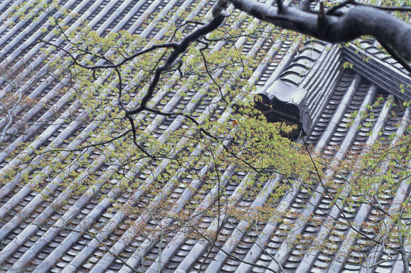 无人,寺庙,横图,俯视,室外,白天,旅游,度假,植物,标志建筑,地标,建筑,京都,日本,亚洲,一排,节日,整齐,并列,并排,瓦片,燃烧,瓦,文化,娱乐,建设,树,树木,排列,绿色,自然,香火,庙宇,祈祷,享受,休闲,健康,旅游胜地,放松,许愿,宗教,建造,信仰,京都府,生长,成长,纪念,祈求,队列,平行,东亚,屋瓦,本州,本州岛,日本国,近畿地方,近畿,左京区,禅林寺,永观堂,平安,彩图,高角度拍摄,庙,寺