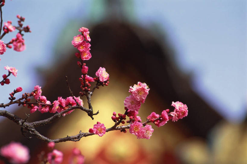 无人,横图,室外,特写,白天,正面,旅游,度假,植物,标志建筑,地标,建筑,京都,日本,亚洲,阴影,节日,朦胧,模糊,盛开,光线,影子,神社,梅花,花蕾,文化,娱乐,建设,花,花瓣,花朵,鲜花,树,树木,蓝色,绿色,蓝天,天空,阳光,自然,天,花苞,花蕊,祈祷,享受,休闲,健康,旅游胜地,放松,许愿,宗教,信仰,京都府,生长,晴朗,成长,纪念,神道,祈求,祭祀,高雅,坚强,东亚,本州,万里无云,本州岛,日本国,近畿地方,近畿,神道教,社屋,北野天满宫,上京区,平安,春梅,梅,晴空,晴空万里,彩图