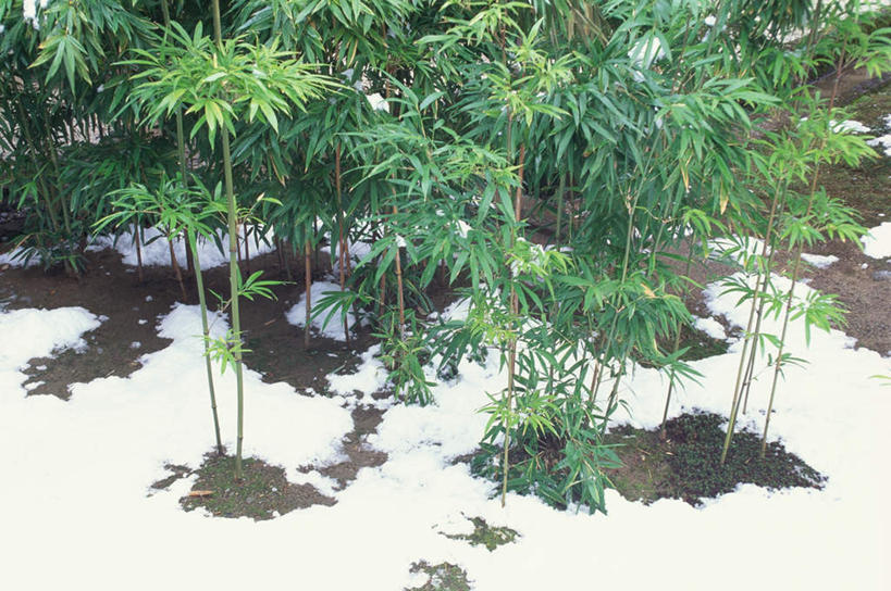 无人,横图,俯视,室外,白天,纯洁,雪,大雪,竹子,叶子,京都,日本,亚洲,积雪,雪景,竹林,冬季,冬天,绿叶,嫩叶,寒冷,京都府,冰冷,高雅,东亚,本州,本州岛,日本国,近畿地方,近畿,奉献,严寒,质朴,正直,冰凉,酷寒,凛冽,凛凛,极冷,担当,右京区,大觉寺,叶,叶片,竹,彩图,高角度拍摄,奋进,操守,四君子,岁寒三友,性坚,虚怀,虚心,善群,卓尔