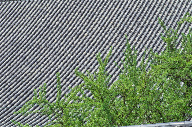 无人,家,寺庙,横图,俯视,室外,白天,旅游,度假,名胜古迹,植物,家具,标志建筑,地标,建筑,叶子,京都,日本,亚洲,节日,遗迹,装饰,瓦片,房屋,庭院,屋檐,屋子,绿叶,古迹,文化,文物,娱乐,建设,古建筑,楼房,檐,住宅,树,树木,绿色,自然,庙宇,祈祷,享受,休闲,健康,嫩叶,旅游胜地,放松,许愿,宗教,佛教,信仰,京都府,生长,成长,纪念,祈求,明亮,舒适,宽敞,古文明,东亚,本州,本州岛,日本国,近畿地方,近畿,县厅,京都市,释教,西本愿寺,下京区,平安,叶,叶片,彩图,高角度拍摄,房子,庙,寺