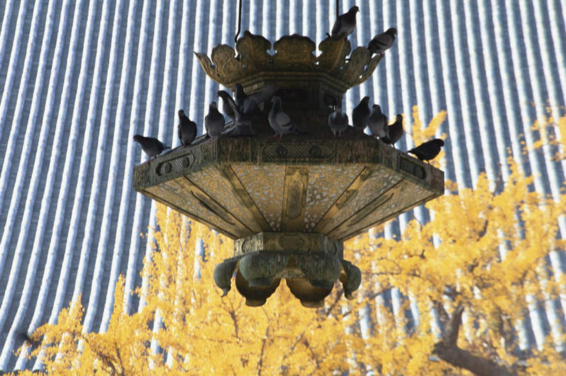 无人,家,寺庙,横图,俯视,室外,白天,旅游,度假,名胜古迹,植物,家具,标志建筑,地标,建筑,路灯,叶子,京都,日本,亚洲,节日,遗迹,装饰,瓦片,房屋,庭院,屋檐,屋子,灯光,黄叶,艺术品,古迹,文化,文物,娱乐,建设,古建筑,楼房,檐,住宅,灯,树,树木,黄色,自然,庙宇,祈祷,享受,休闲,健康,嫩叶,旅游胜地,放松,许愿,宗教,雕花,佛教,信仰,京都府,生长,成长,纪念,祈求,明亮,舒适,照明设备,宽敞,古文明,东亚,本州,本州岛,日本国,近畿地方,近畿,县厅,京都市,释教,西本愿寺,下京区,平安,叶,叶片,彩图,高角度拍摄,房子,庙,寺