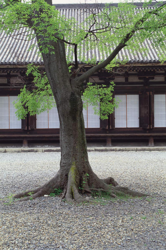 无人,竖图,室外,白天,正面,旅游,度假,石头,名胜古迹,植物,窗户,地标,叶子,京都,日本,亚洲,节日,遗迹,石子,瓦片,墙,庭院,屋檐,绿叶,地面,燃烧,古迹,文化,文物,娱乐,古建筑,檐,玻璃窗,墙壁,墙面,树,树木,绿色,自然,香火,祈祷,享受,休闲,健康,嫩叶,旅游胜地,放松,许愿,宗教,信仰,京都府,生长,成长,纪念,祈求,古文明,东亚,本州,本州岛,日本国,近畿地方,近畿,东山区,莲华王院,三十三间堂,平安,叶,叶片,石块,彩图,寺,标志性建筑