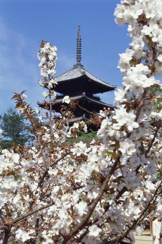 无人,寺庙,竖图,室外,白天,仰视,旅游,度假,幸福,纯洁,花海,花圃,名胜古迹,树林,植物,标志建筑,地标,建筑,樱花,叶子,京都,日本,亚洲,节日,遗迹,盛开,亭子,云,云朵,花蕾,云彩,古迹,文化,文物,娱乐,建设,古建筑,花,花瓣,花朵,鲜花,树,树木,蓝色,绿色,白云,蓝天,天空,自然,庙宇,花丛,花束,花田,天,花苞,花蕊,祈祷,享受,休闲,健康,旅游胜地,放松,许愿,宗教,佛教,信仰,京都府,生长,成长,等待,纪念,祈求,生命,古文明,东亚,本州,本州岛,日本国,近畿地方,近畿,仁和寺,仙樱花,福岛樱,青肤樱,高尚,热烈,释教,平安,荆桃,彩图,低角度拍摄,庙,寺