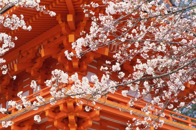 无人,家,寺庙,横图,室外,白天,仰视,旅游,度假,幸福,纯洁,花海,花圃,名胜古迹,家具,标志建筑,地标,建筑,樱花,叶子,京都,日本,亚洲,节日,遗迹,装饰,盛开,瓦片,房屋,庭院,屋檐,屋子,花蕾,古迹,文化,文物,娱乐,建设,古建筑,楼房,檐,住宅,花,花瓣,花朵,鲜花,红色,绿色,庙宇,花丛,花束,花田,花苞,花蕊,祈祷,享受,休闲,健康,旅游胜地,放松,许愿,宗教,佛教,信仰,京都府,等待,纪念,祈求,明亮,舒适,生命,宽敞,古文明,东亚,本州,本州岛,日本国,近畿地方,近畿,仙樱花,福岛樱,青肤樱,高尚,热烈,释教,东山区,八坂神社,平安,荆桃,彩图,低角度拍摄,房子,庙,寺