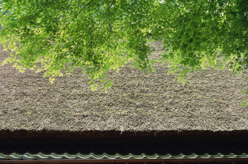 无人,横图,俯视,室外,白天,旅游,度假,美景,树林,植物,叶子,京都,日本,亚洲,枯萎,瓦片,屋檐,景观,枯草,落叶,娱乐,檐,草,树,树木,黄色,绿色,自然,享受,休闲,景色,放松,茅草,京都府,生长,成长,自然风光,东亚,本州,本州岛,日本国,近畿地方,近畿,岚山,叶,叶片,彩图,高角度拍摄