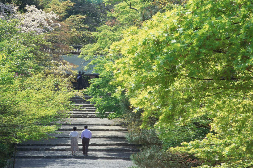 两个人,寺庙,栏杆,横图,俯视,室外,白天,旅游,度假,名胜古迹,森林,树林,植物,楼梯,标志建筑,道路,地标,建筑,路,京都,日本,亚洲,阴影,节日,遗迹,光线,扶手,影子,阶梯,走道,古迹,文化,文物,娱乐,建设,古建筑,护栏,台阶,树,树木,绿色,阳光,自然,庙宇,祈祷,享受,休闲,健康,石阶,旅游胜地,放松,许愿,宗教,佛教,信仰,京都府,生长,成长,纪念,祈求,古文明,东亚,本州,本州岛,日本国,近畿地方,近畿,释教,二尊院,右京区,平安,男人,男性,年轻男性,年轻女性,女人,女性,彩图,高角度拍摄,全身,庙,寺