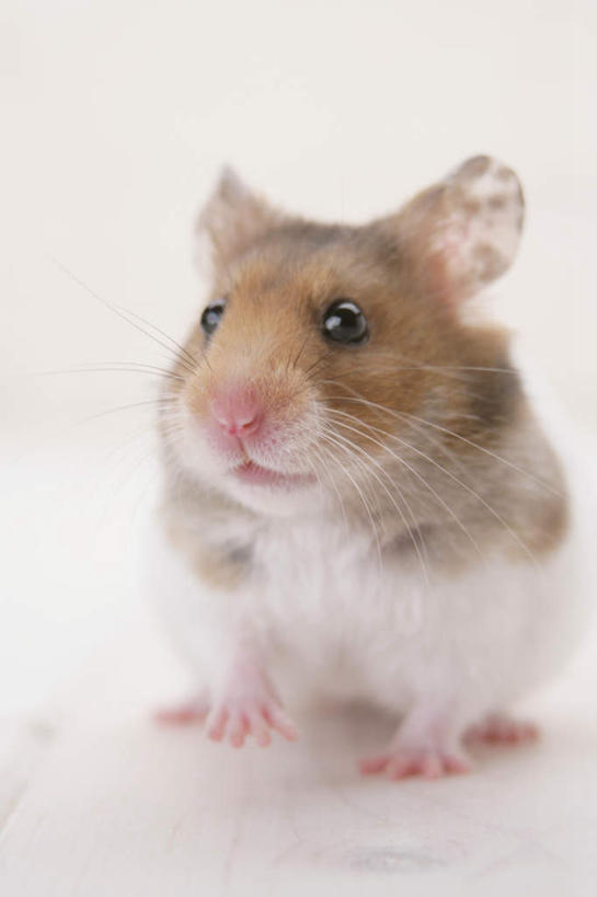 无人,坐,竖图,室内,特写,白天,白色背景,正面,野生动物,老鼠,仓鼠,注视,一只,动物,观察,看,可爱,摄影,活泼,影棚,观看,鼠,察看,关注,搬仓鼠,腮鼠,黄金地鼠,金黄地鼠,金毛鼠,金丝熊,叙利亚仓鼠,叙利亚地鼠,珍珠熊,坐着,彩图,全身,影棚拍摄,拍摄